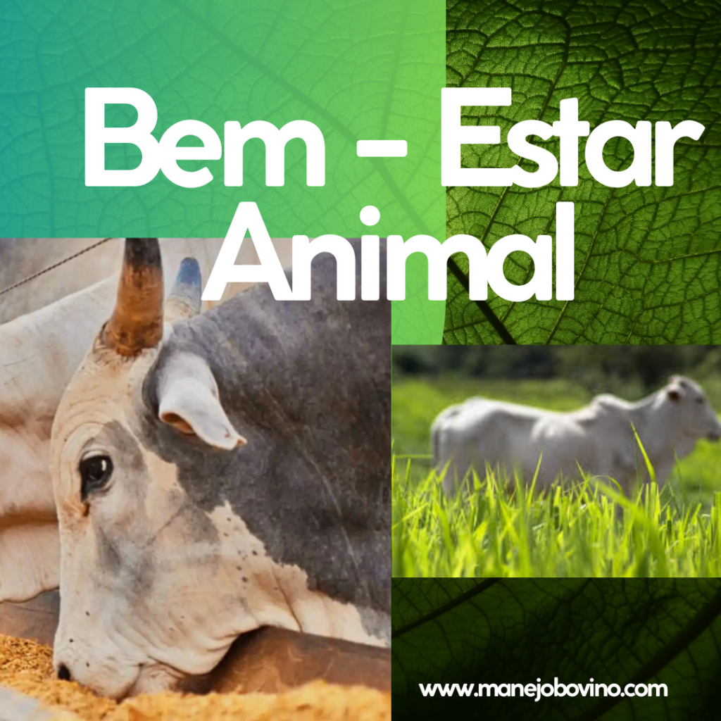 bem estar animal