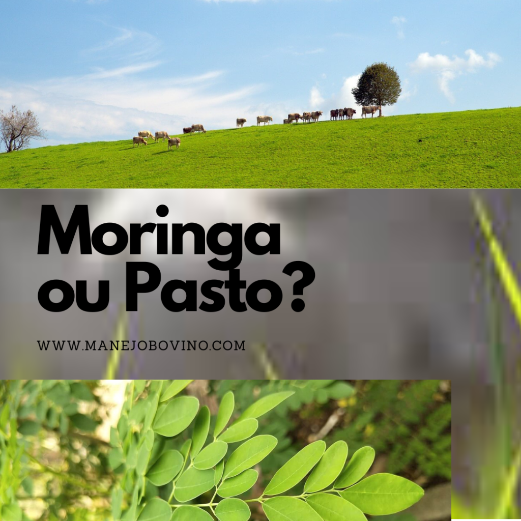 moringa