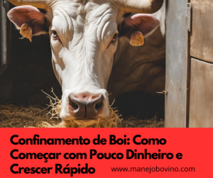 confinamento de boi